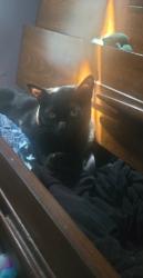 Lost Female Cat last seen 10th ave s and 113th st s, Tacoma, WA 98444