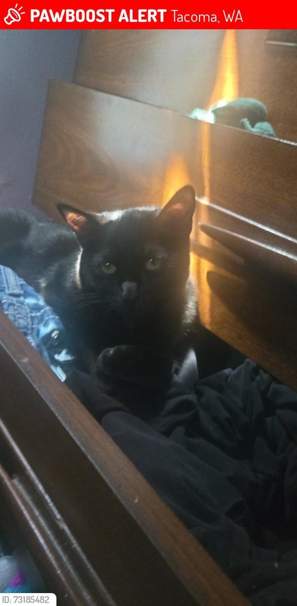 Lost Female Cat last seen 10th ave s and 113th st s, Tacoma, WA 98444