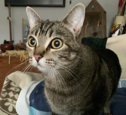 Lost Male Cat last seen Monterey, Livermore, CA 94551