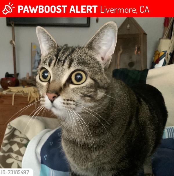 Lost Male Cat last seen Monterey, Livermore, CA 94551