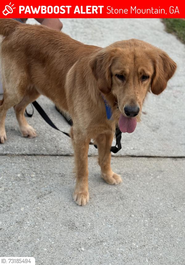 Lost Male Dog last seen Near s hairston rd stone mountain Ga, Stone Mountain, GA 30088