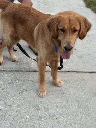 Lost Male Dog last seen Near s hairston rd stone mountain Ga, Stone Mountain, GA 30088