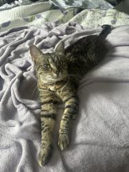 Reunited Female Cat last seen In little Suwannee point neighborhood, Lawrenceville, GA 30043