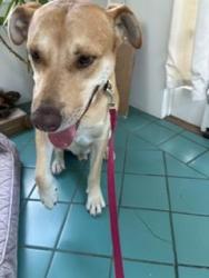 Reunited Unknown Dog last seen Abbot Kinney & Crestmoore, Los Angeles, CA 90291