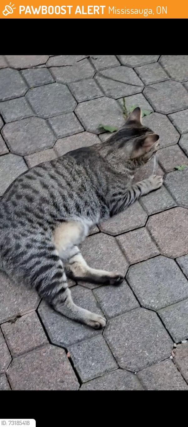 Found/Stray Unknown Cat last seen Leeside crescent x chorley place, Mississauga, ON 