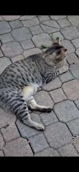 Found/Stray Unknown Cat last seen Leeside crescent x chorley place, Mississauga, ON 
