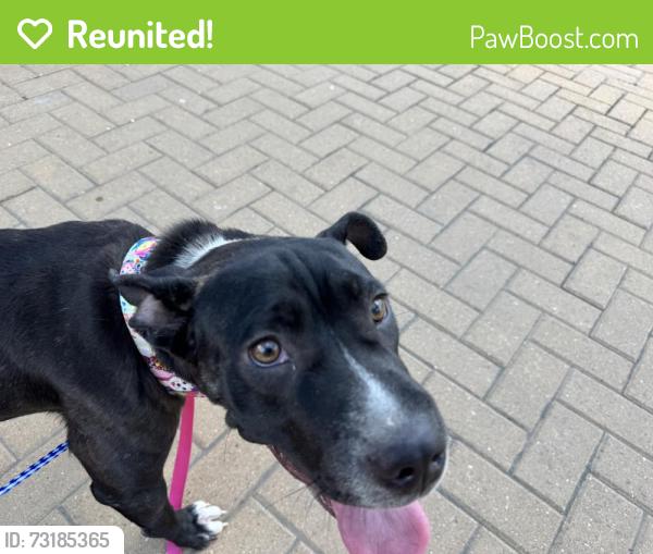 Reunited Female Dog last seen Dove Springs District Park - Dumped Between Baseball Fields, Austin, TX 78744
