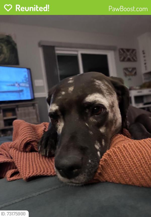 Reunited Male Dog last seen Souther road, North Wilkesboro, NC 28659