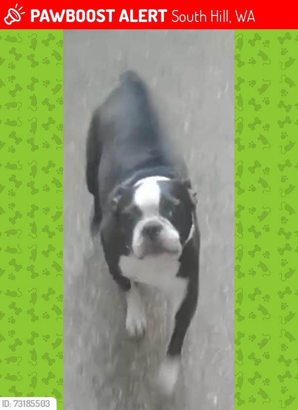 Lost Male Dog last seen Near 8900-8922 166th St E, South Hill, WA 98375, South Hill, WA 98375