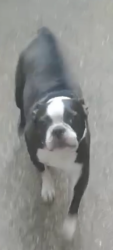 Lost Male Dog last seen Near 8900-8922 166th St E, South Hill, WA 98375, South Hill, WA 98375