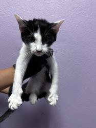 Shelter Stray Unknown Cat last seen Near Fort Worth, CITY of El Paso, TX, 5001 Fred Wilson Ave, El Paso, TX 79906, USA