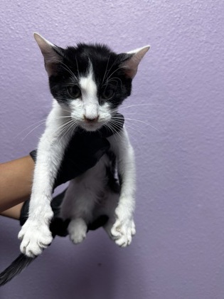 Shelter Stray Unknown Cat last seen Near Fort Worth, CITY of El Paso, TX, 5001 Fred Wilson Ave, El Paso, TX 79906, USA