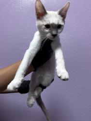 Shelter Stray Unknown Cat last seen Near Fort Worth, CITY of El Paso, TX, 5001 Fred Wilson Ave, El Paso, TX 79906, USA
