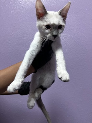 Shelter Stray Unknown Cat last seen Near Fort Worth, CITY of El Paso, TX, 5001 Fred Wilson Ave, El Paso, TX 79906, USA