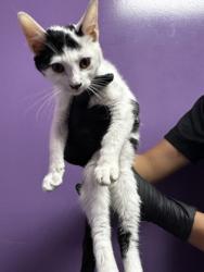 Shelter Stray Unknown Cat last seen Near Fort Worth, CITY of El Paso, TX, 5001 Fred Wilson Ave, El Paso, TX 79906, USA