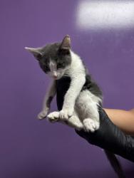 Shelter Stray Unknown Cat last seen Near Fort Worth, CITY of El Paso, TX, 5001 Fred Wilson Ave, El Paso, TX 79906, USA