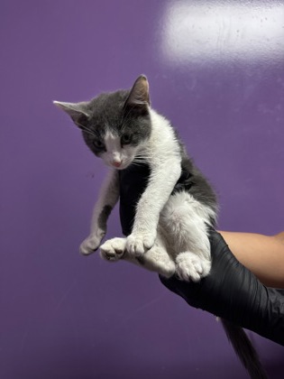 Shelter Stray Unknown Cat last seen Near Fort Worth, CITY of El Paso, TX, 5001 Fred Wilson Ave, El Paso, TX 79906, USA