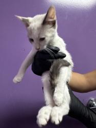 Shelter Stray Unknown Cat last seen Near Fort Worth, CITY of El Paso, TX, 5001 Fred Wilson Ave, El Paso, TX 79906, USA