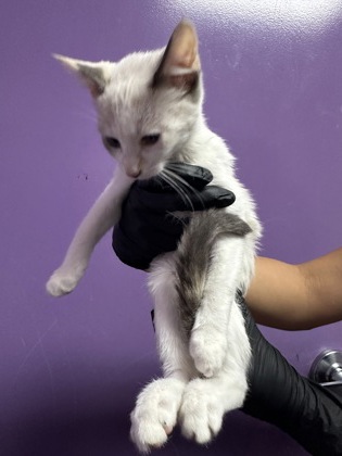 Shelter Stray Unknown Cat last seen Near Fort Worth, CITY of El Paso, TX, 5001 Fred Wilson Ave, El Paso, TX 79906, USA