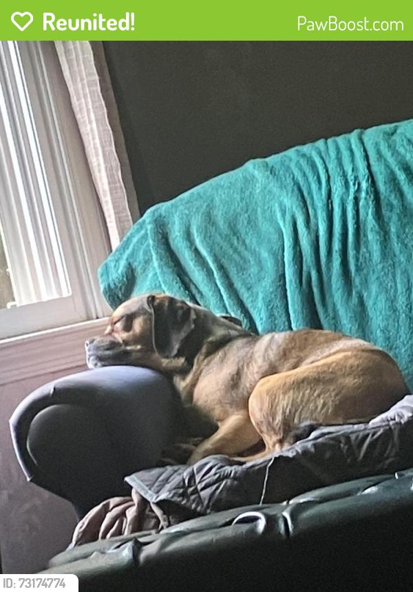 Reunited Female Dog last seen Montgomery Drive and Westmoreland Drive, Coatesville, PA 19320