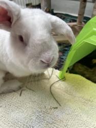 Shelter Stray Male Rabbit last seen Near block of S Chicago St, Seattle, WA, 2061 15th Ave W, Seattle, WA 98119, USA