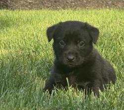 Shelter Stray Female Dog last seen E 84th St & Euclid Ave, 64132, 64132, MO, 7077 Elmwood Ave, Kansas City, MO 64132, USA