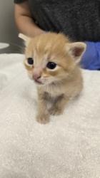 Shelter Stray Male Cat last seen Florin Rd at French Rd, Sacramento County, CA, 6201 Florin Perkins Rd, Sacramento, CA 95828, USA
