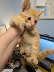 Shelter Stray Male Cat last seen Near Lakewood Ave SE Atlanta, GA 30315, Other - Out of County, GA, 3280 Chamblee Dunwoody Rd, Chamblee, GA 30341, USA