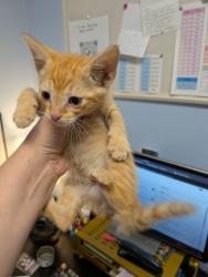 Shelter Stray Male Cat last seen Near Lakewood Ave SE Atlanta, GA 30315, Other - Out of County, GA, 3280 Chamblee Dunwoody Rd, Chamblee, GA 30341, USA