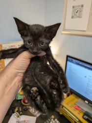 Shelter Stray Female Cat last seen Near Lakewood Ave SE Atlanta, GA 30315, Other - Out of County, GA, 3280 Chamblee Dunwoody Rd, Chamblee, GA 30341, USA