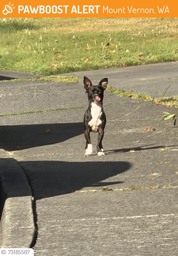 Found/Stray Unknown Dog last seen Near Crow and Seneca, Mount Vernon, WA 98273