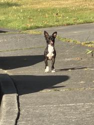 Found/Stray Unknown Dog last seen Near Crow and Seneca, Mount Vernon, WA 98273