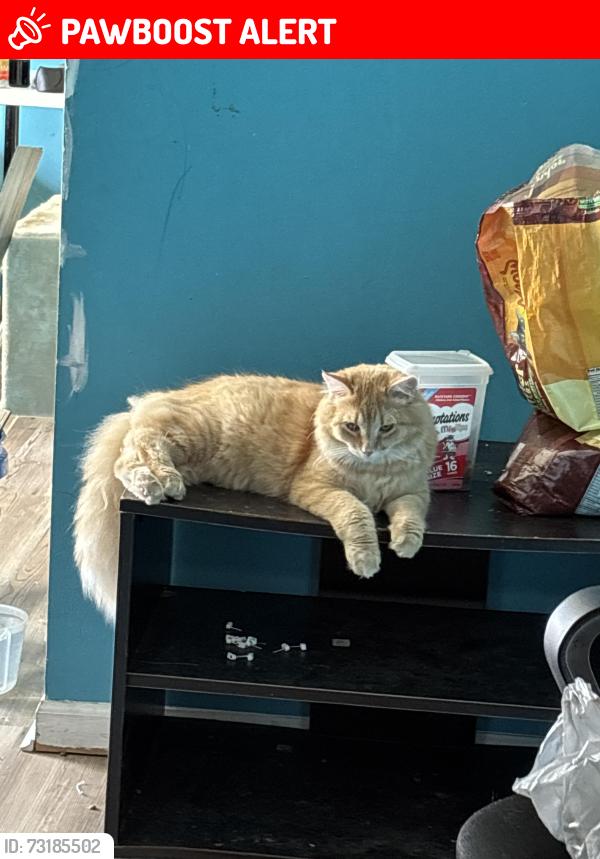 Lost Male Cat last seen Emberwood ct. neighborhood, West Chester Township, OH 45069