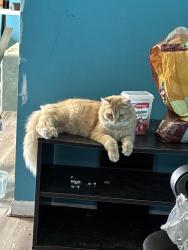 Lost Male Cat last seen Emberwood ct. neighborhood, West Chester Township, OH 45069