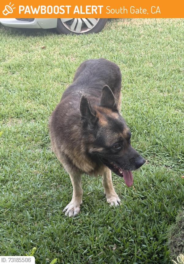 Found/Stray Male Dog last seen McNerney ave and tenaya, South Gate, CA 90280
