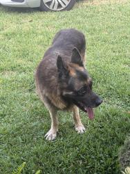 Found/Stray Male Dog last seen McNerney ave and tenaya, South Gate, CA 90280