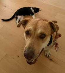 Reunited Male Dog last seen Near abbot Kinney l, Los Angeles, CA 90291