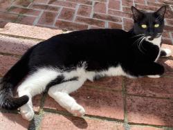 Lost Female Cat last seen Tenent Ave and Cuadra Ct. Pinole, Pinole, CA 94564