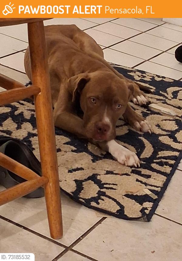 Found/Stray Male Dog last seen Heinrich St, Pensacola, FL 32507