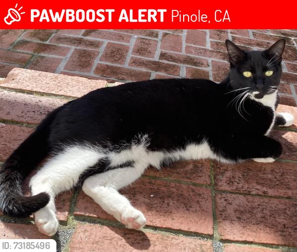 Lost Female Cat last seen Tenent Ave and Cuadra Ct. Pinole, Pinole, CA 94564