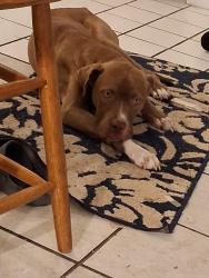 Found/Stray Male Dog last seen Heinrich St, Pensacola, FL 32507