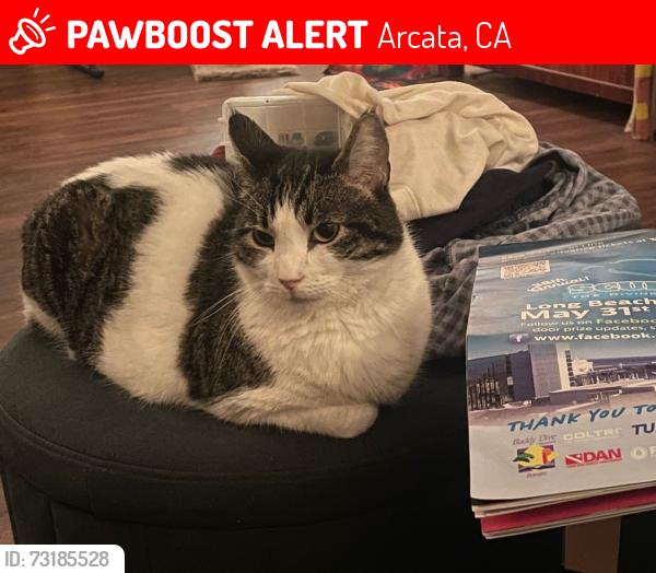 Lost Male Cat last seen Bayside Road near Deer Creek apmts, Arcata, CA 95521