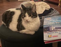 Lost Male Cat last seen Bayside Road near Deer Creek apmts, Arcata, CA 95521