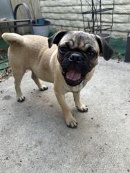 Reunited Male Dog last seen W 5th Ave, Escondido, CA 92025, USA, Escondido, CA 92025