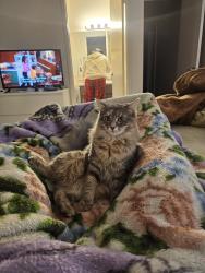 Reunited Female Cat last seen Near, Las Vegas, NV 89108