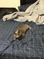 Found/Stray Female Cat last seen Near river birch loop, Greensboro, NC 27409