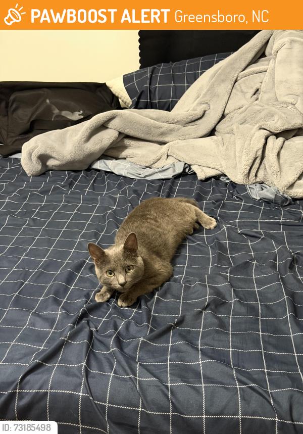 Found/Stray Female Cat last seen Near river birch loop, Greensboro, NC 27409