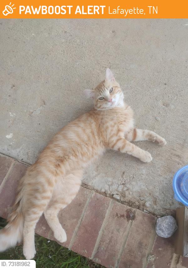 Found/Stray Male Cat last seen in hollis apmt complex.nicole drive, lafayette,tn, Lafayette, TN 37083