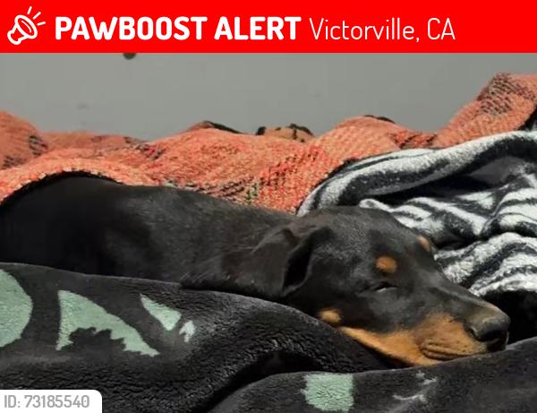 Lost Female Dog last seen Bear valley road, Victorville, CA 92392