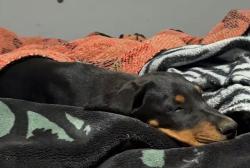 Lost Female Dog last seen Bear valley road, Victorville, CA 92392